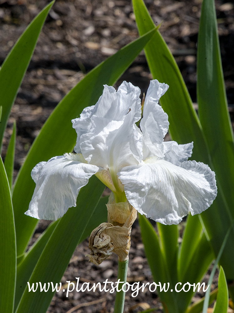 Immortality Tall Bearded Iris